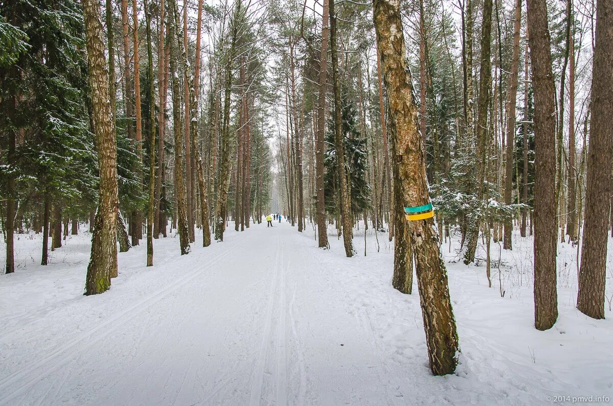 Прокат лыж мещерский. Мещерский парк Лыжня. Мещерский парк Переделкино. Мещерский парк Москва зимой. Мещерский лес парк.