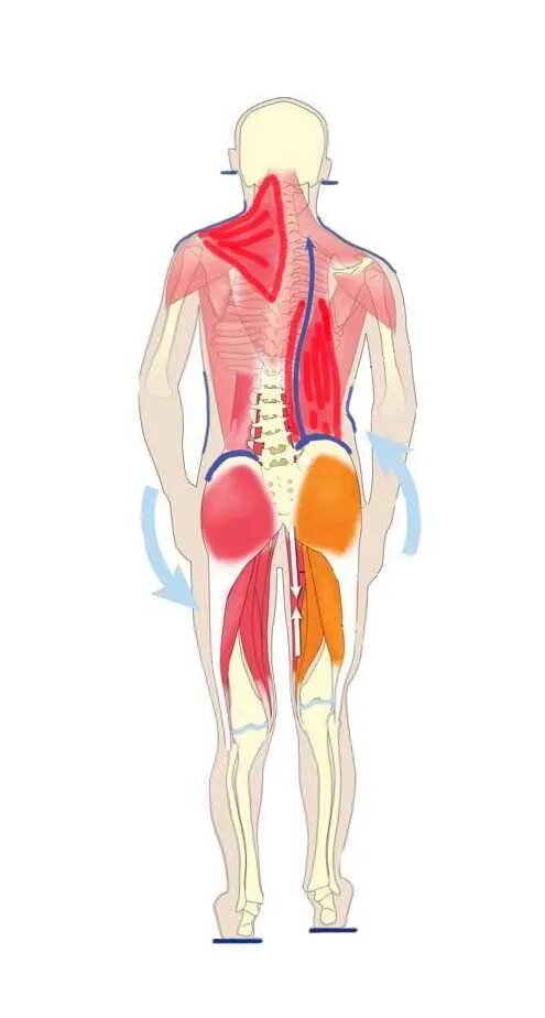 Укорочена прясничноподвздошная мышца. Подвздошно-поясничная мышца сколиоз. Подвздошно-поясничная мышца анатомия. Сколиоз гипертонус мышц. Тонус поясницы