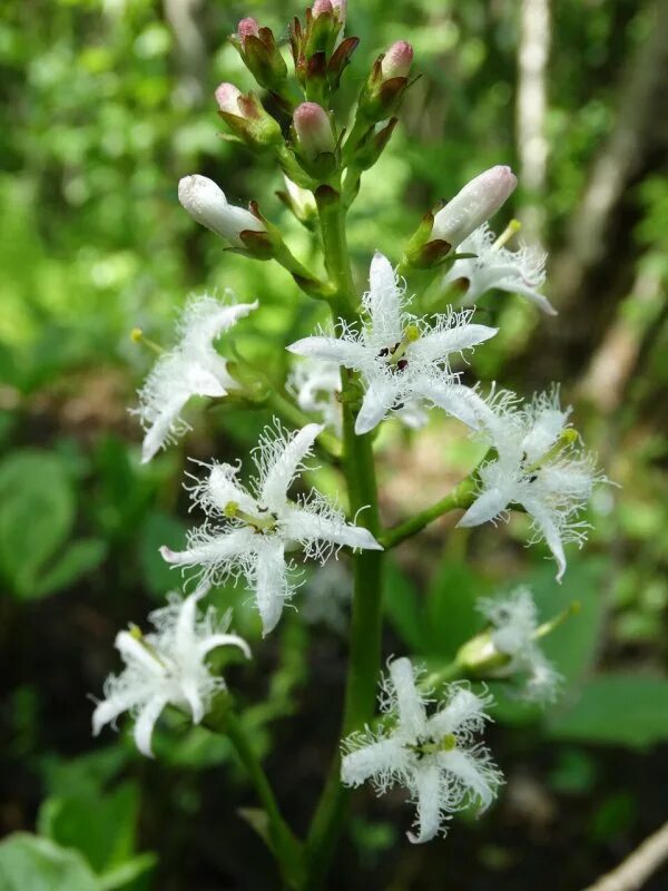 Menyanthes trifoliata 2560x1704 OC Plants, Botanical, Flowers