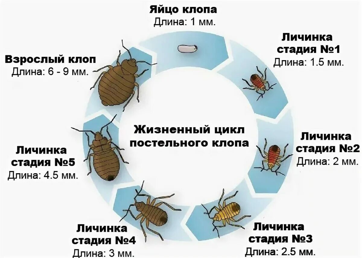 Как узнать что есть клопы. Цикл развития клопа. цикл развития постельного клопа. клопы стадии развития. цикл развития полужесткокрылых.