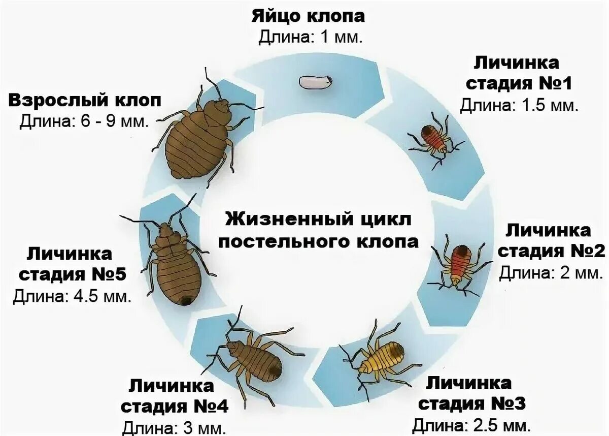 Какой вред наносят клопы. Цикл развития клопов постельных. Цикл развития полужесткокрылых. Цикл развития постельного клопа. Жизненный цикл постельного клопа схема.