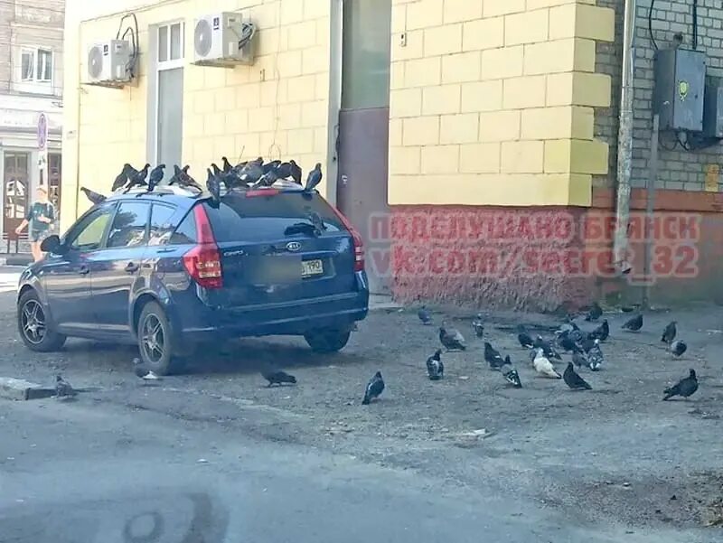 Парковка голубей. Птицы обгадили машину. Парковка голубей. 7 парковка. Разметка парковки в праге.
