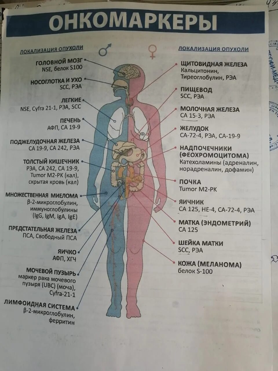 Онкомаркеры. Направление на онкомаркеры. Исследование на онкомаркеры. Специфические онкомаркеры. Онкомаркеры цена спб