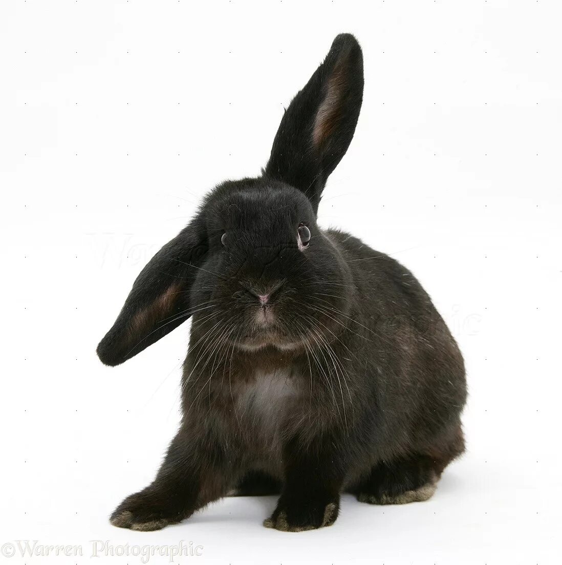 Black rabbit