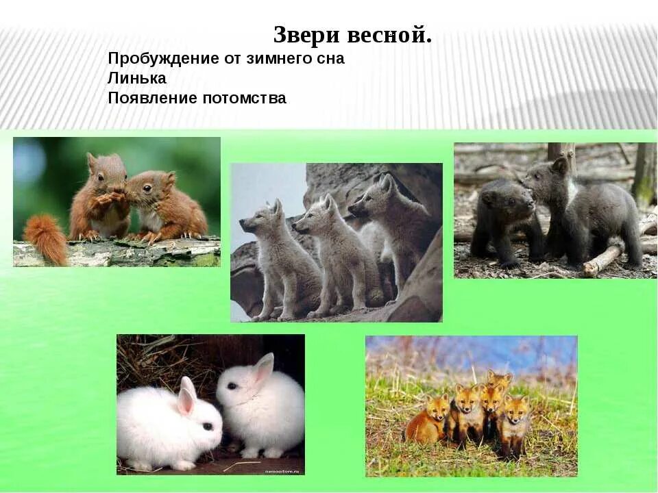 Что делают животные весной