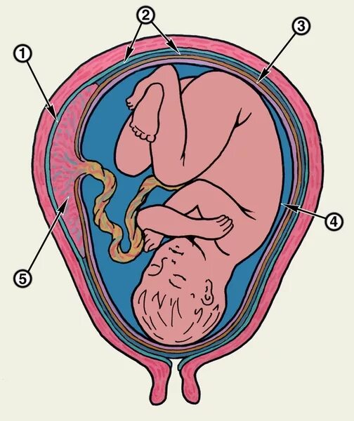 Плацента оболочка амнион. Пуповина плодные оболочки и околоплодные воды. Плацента пуповина оболочки. Амнион хорион децидуальная оболочка.