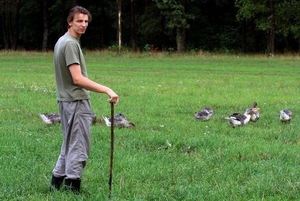 Мальчик пасет гусей. Пасти гусей. Дети пасут гусей. Гусь для детей. Современная девушка пасет гусей фото со спины.