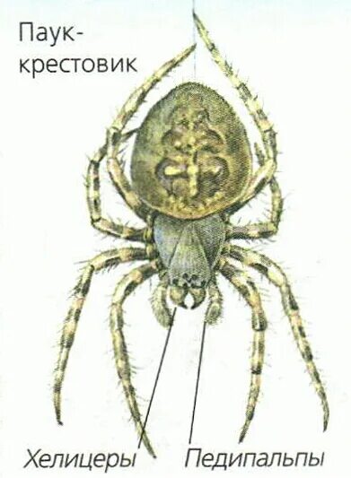 Тип пауков в биологии