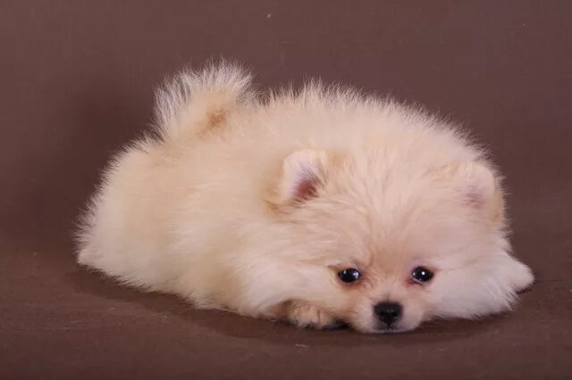 шпиц девочка. имена для шпица девочки белой. лысый мини шпиц. померанский шпиц мальчик. мини шпиц девочка.