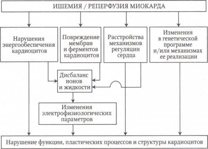 Отличие ишемии. Механизмы реперфузионного повреждения миокарда. Механизмы ишемического и реперфузионного поражения миокарда. Механизм повреждения кардиомиоцитов при инфаркте миокарда. Механизмы реперфузионного повреждения клетки.