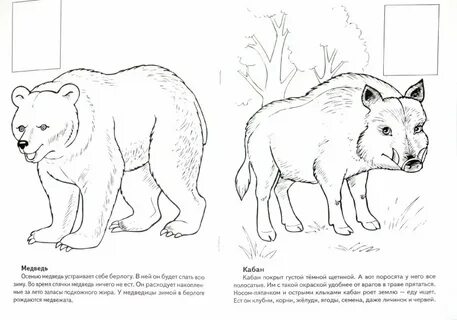 Нарисовать растения и животные из красной книги