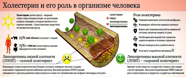 Не лпвп. Холестерин. Холестерин в организме человека. Холестерин и его роль в организме. Холестерин и липопротеиды.