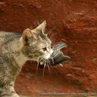 Has caught