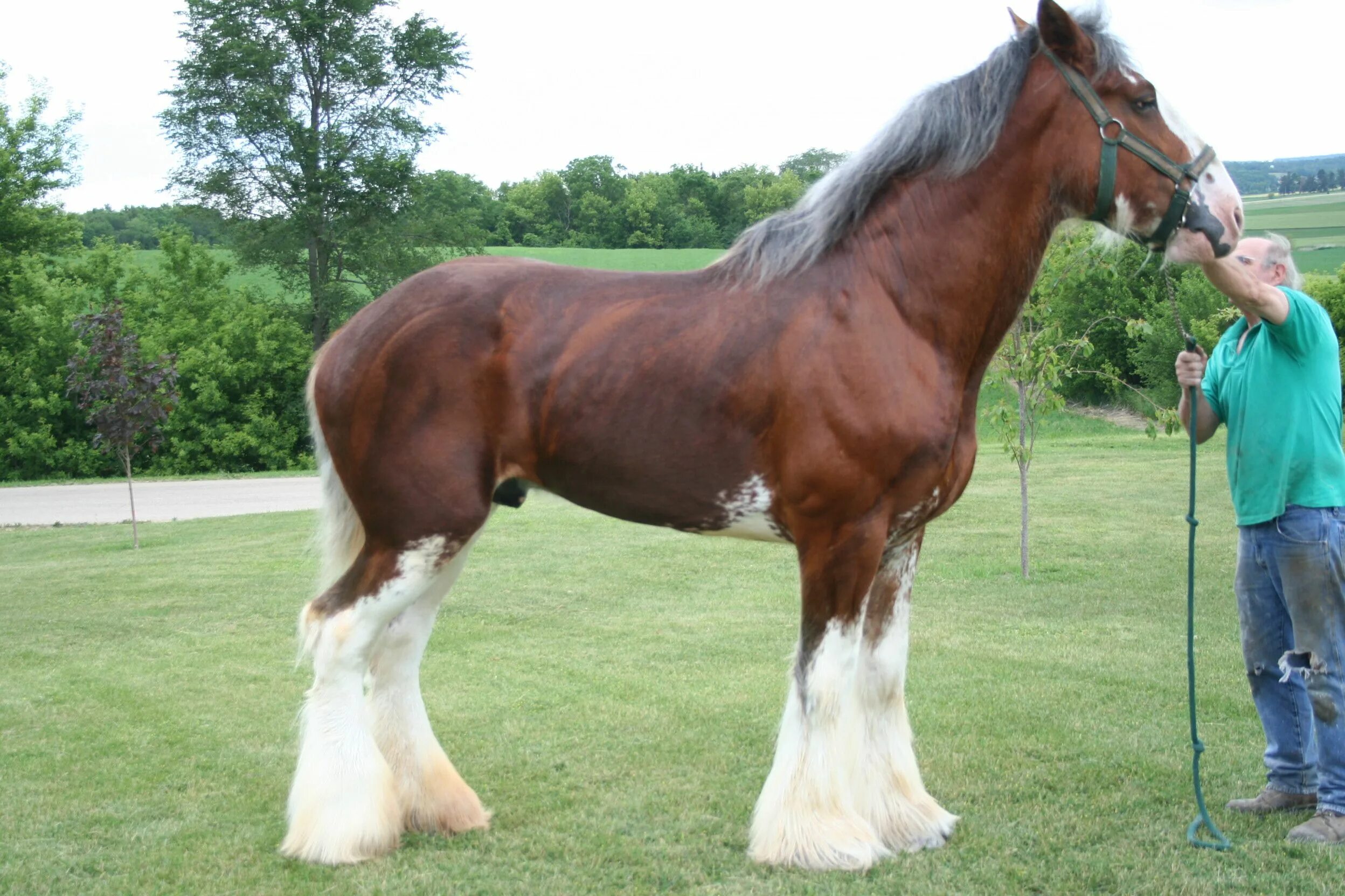 Heavy horses. Тяжеловоз бельгийский Першерон. Бельгийский тяжеловоз Шайр. Бельгийский Першерон лошадь тяжеловоз.