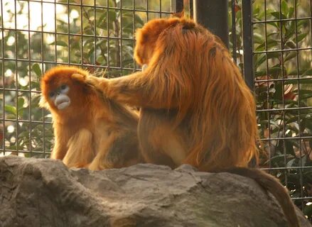 Only monkeys