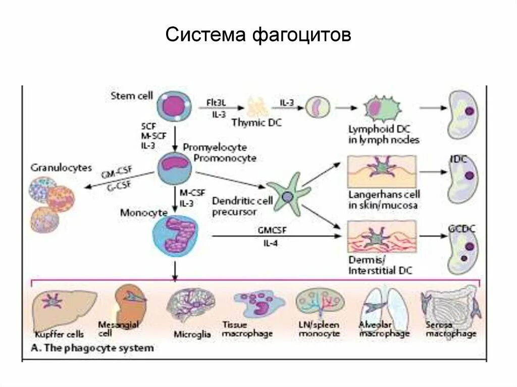Клетки системы мононуклеарных фагоцитов. К системе мононуклеарных фагоцитов в печени относятся. Мононуклеарные макрофаги. Система фагоцитов. Функции мононуклеарных фагоцитов.