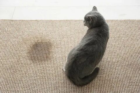 Кошачий ковер