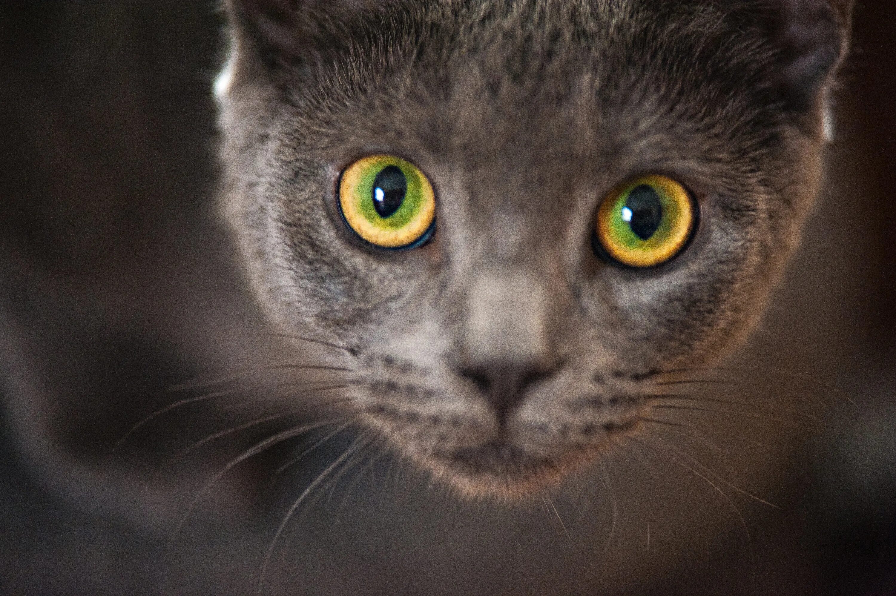 Русская голубая с желтыми глазами. Кошачий глаз. Кошка серая. Котенок с желтыми глазами.