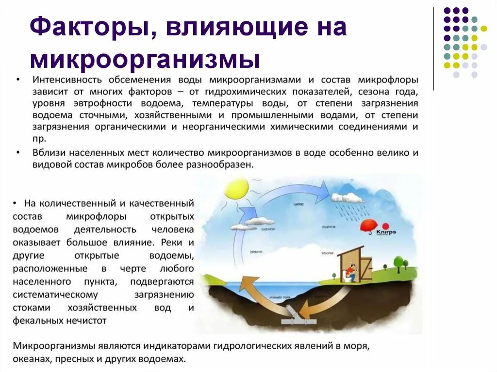 Видовой состав воды. Факторы влияющие на количественный и видовой состав микробов воды. Факторы влияющие на состав микрофлоры воды. Факторы, влияющие на количество микробов в воде.. Факторы влияющие на микроорганизмы.