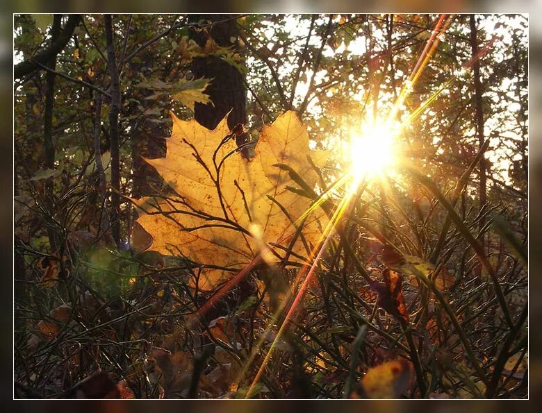 Осень солнце. Солнце осенью. Ноябрь солнце. Солнечный лучик в ноябре. Солнце поднимается и лес озаряется ярко