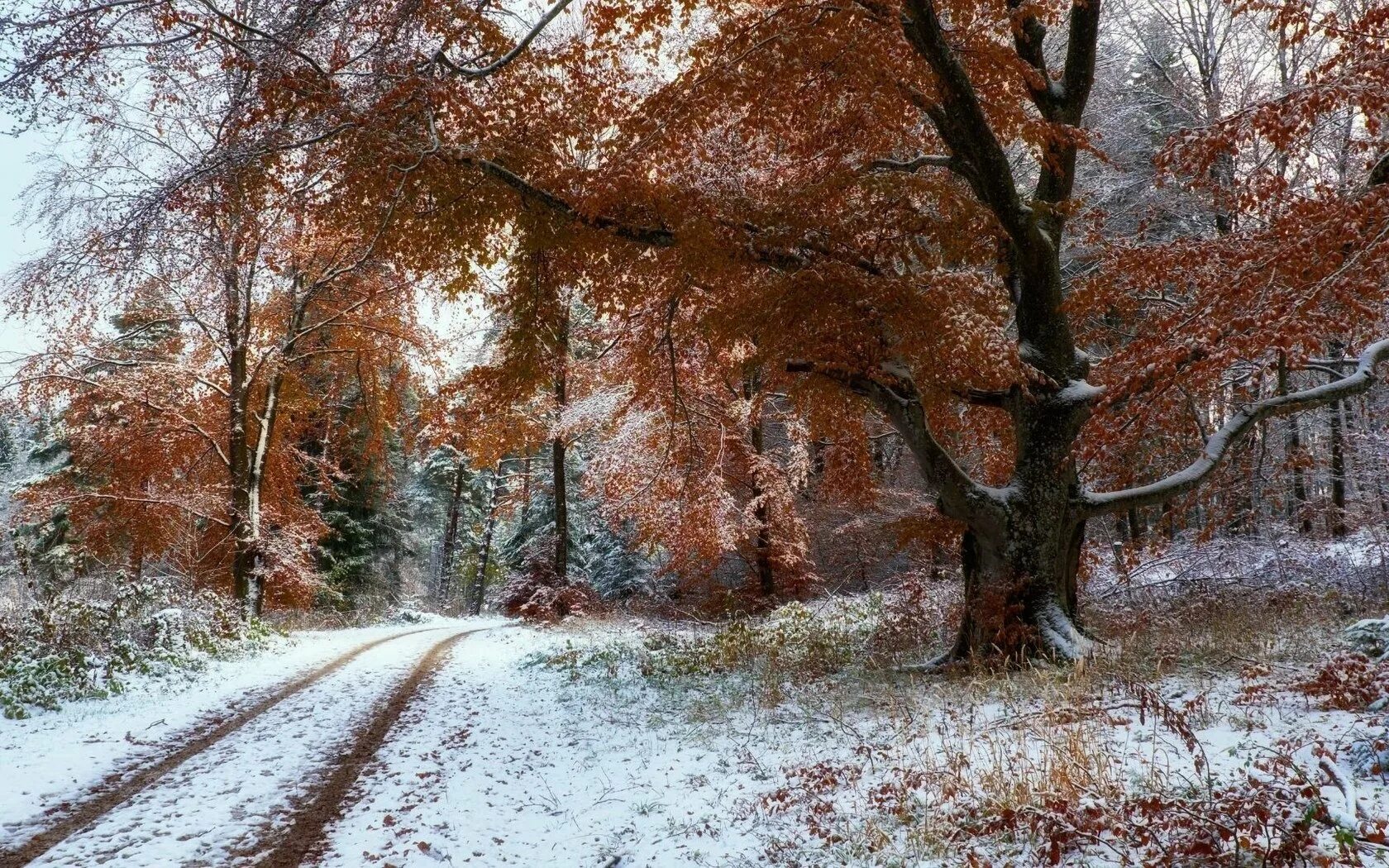 Первый снег картинки. Поздняя осень. Ранняя зима. Поздняя осень фото. Поздняя осень снег.