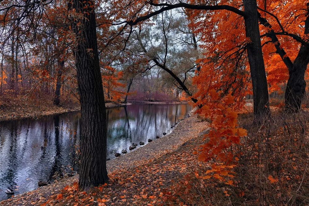 Поздняя осень. Красивая осень. Пейзаж осени. Осенняя природа. Октябрь в разгаре