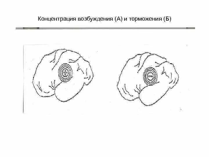 Процесс торможения в коре головного мозга. Иррадиация концентрация и индукция возбуждения и торможения. Иррадиация процессов возбуждения и торможения. Процессы иррадиации и концентрации возбуждения. Иррадиация и концентрация нервных процессов.