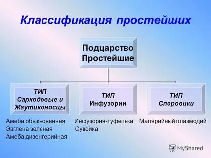 Какие классы относятся к типу простейшие