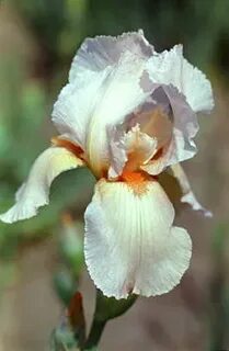 Iris home