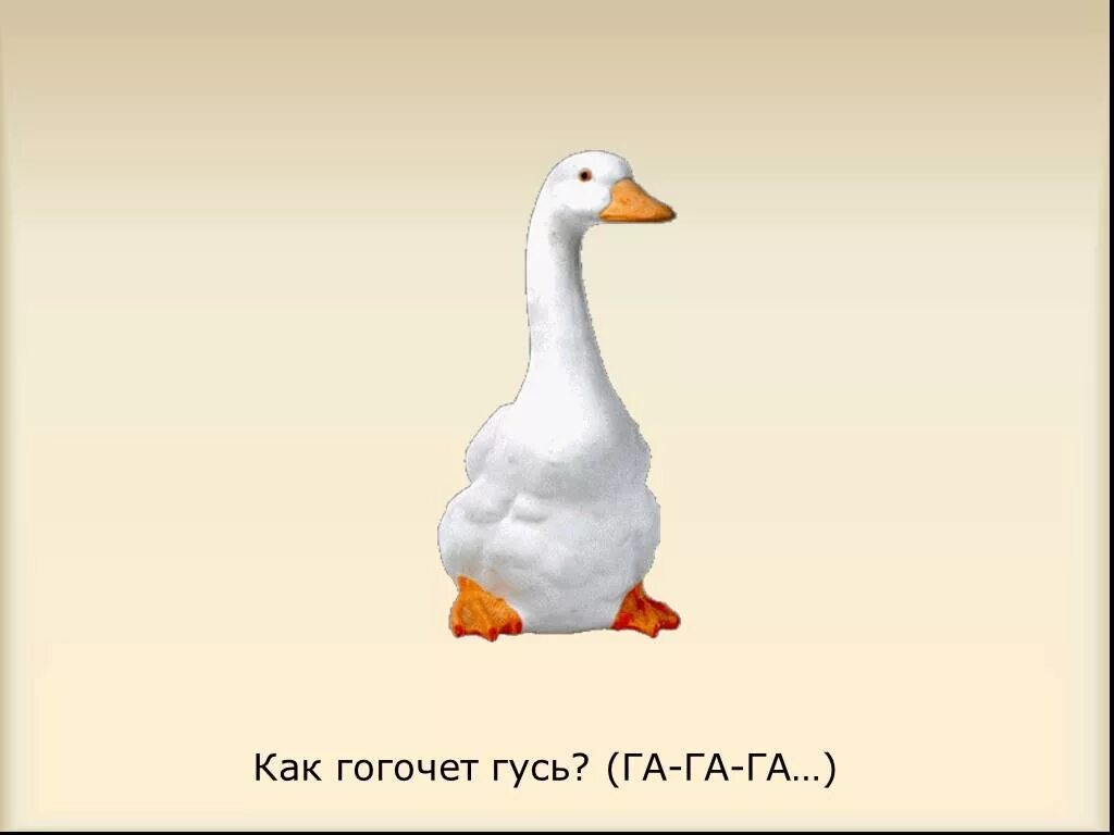 Следующий гусь. Гуси гогочут. гусь гогочет га га. как гогочет гусь. гагага гогочет гусь.