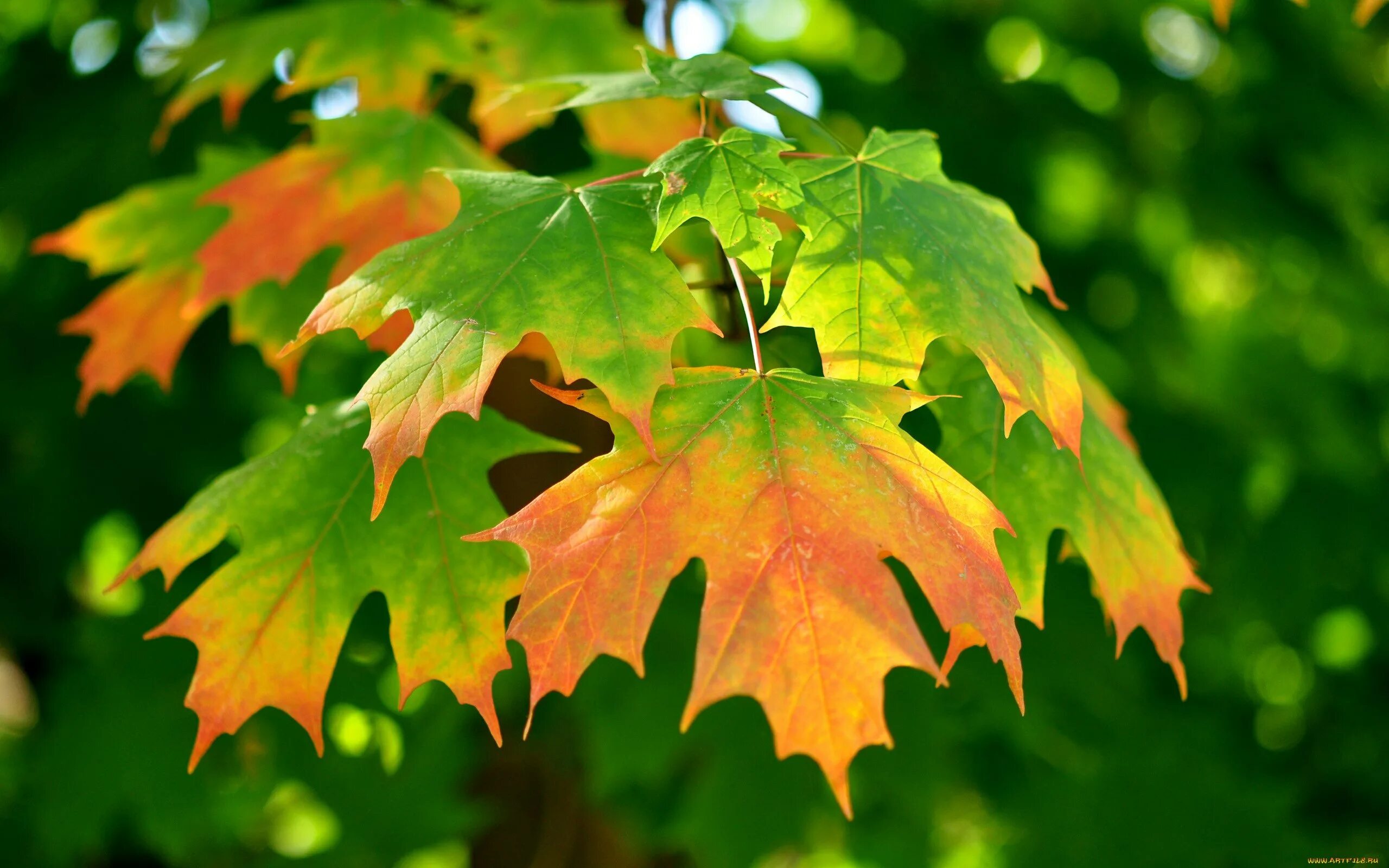 Клен и лист клена. Осень листья. Красивые осенние листья. Осенние листья клена. Клен цвет листьев осенью