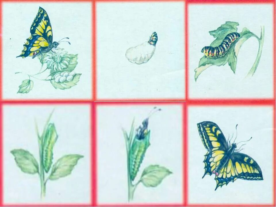 Последовательность бабочки. Последовательность бабочки. Размножение бабочек схема. Цикл развития бабочки схема. Цикл развития бабочки.
