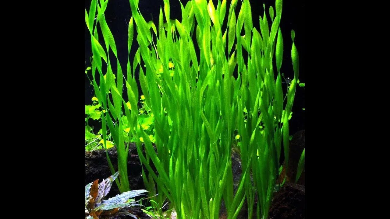 Валлиснерия спиральная крученолистная. Водоросли для аквариума живые. Водоросли валлиснерия. Живые водоросли. Роголистник, валлиснерия, криптокорины.