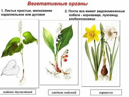 Лилейные растения это