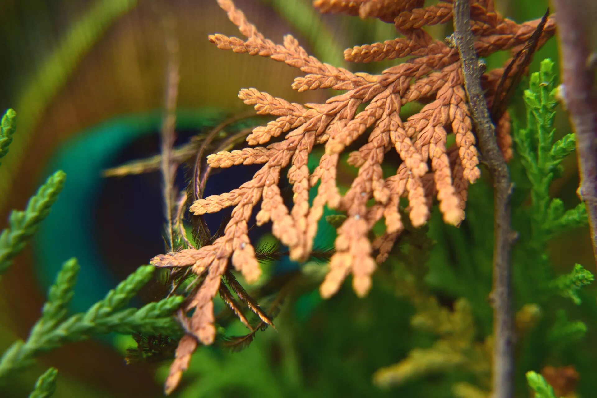 хвоя игольчатая,чешуевидная. кончике ветки листочки. увядшая березка. первые листочки на деревьях. молодой побег дерева.