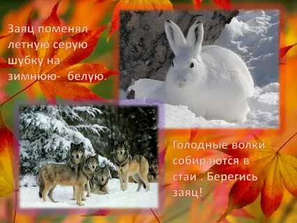 Заяц осенью меняет серую шубку на белую