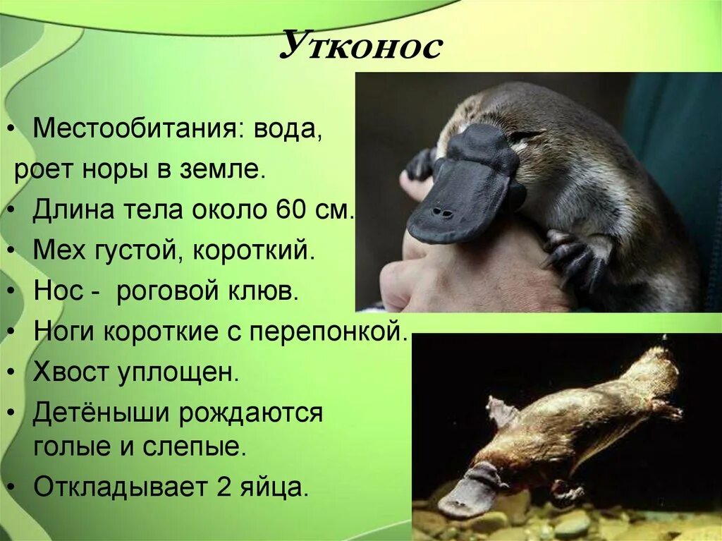 утконос животное. интересно про утконоса. утконос презентация. рассказ про утконоса. утконос интересные факты.