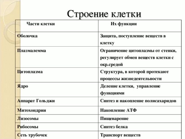 Составная часть клетки функции