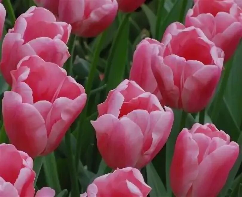 Тюльпан first class. Тюльпан first rosy. тюльпан pink dwarf. сорт тюльпана ферст лайф. тюльпан сальмон ван эйк.