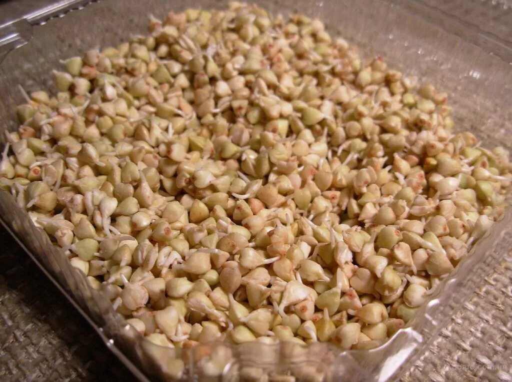 Микрозелень гречки. Пророщенная гречиха. Ростки пророщенной пшеницы. Пророщенная зеленая гречка с зеленью. Проростки проростки гречка.