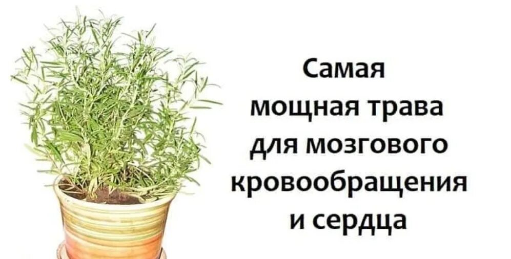 Самая.мощная.трава.для.мозгового.кровообращения. Травы для мозгового кровообращения. Лекарственные травы для кровообращения. Лекарственные травы для сердца. Кровообращение головного мозга травы