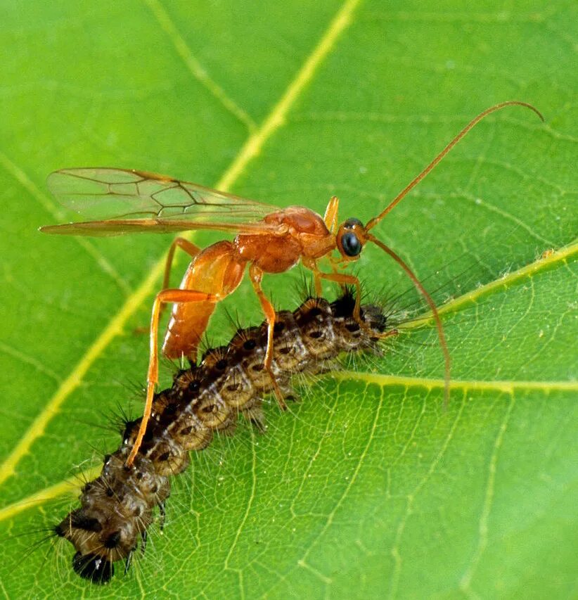 Бракониды (Braconidae). Жук наездник бракониды. Наездники Перепончатокрылые насекомые. Энтомофаги Перепончатокрылые. Наездники тлей