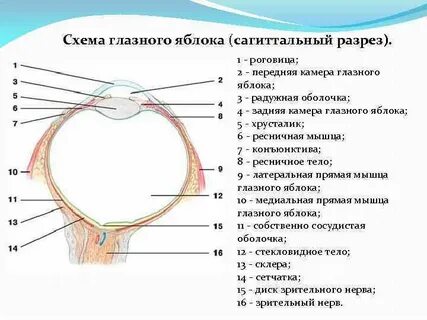 Схема в разрезе