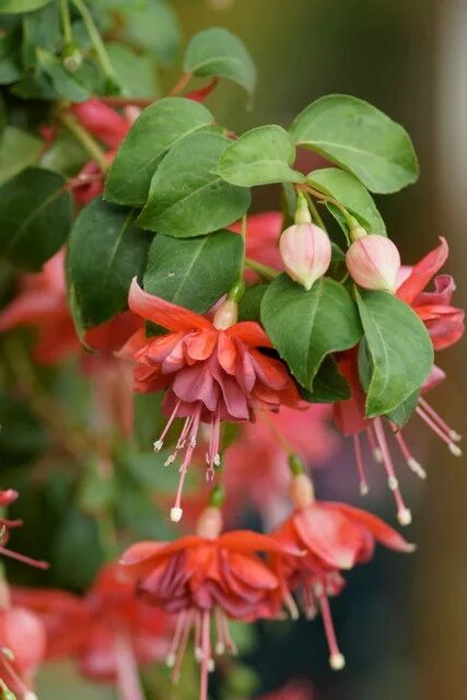 Фуксия марбеллер дабл. Фуксия bella rosella. Оранжевая ампельная фуксия orange king. Фуксия оранж кинг. Комнатный цветок с розовыми колокольчиками.