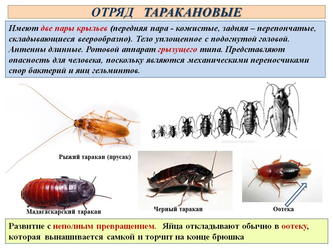 Жизненный цикл отряда Таракановые. Отряд Таракановые черный таракан. Отряд тараканы характеристика. Таракан Прусак жизненный цикл.