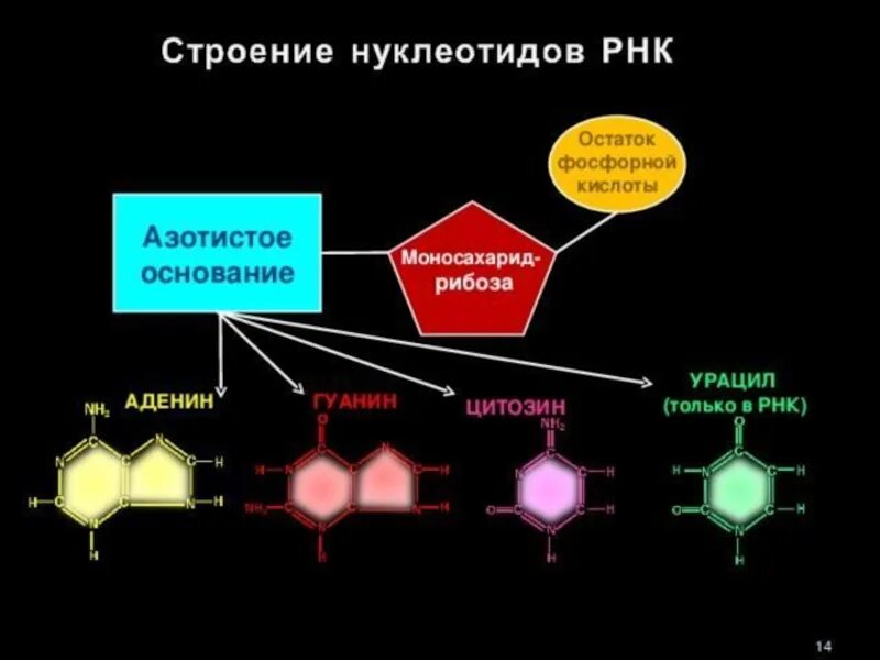 Какие из нуклеотидов входят в состав днк. Строение нуклеотида азотистое основание РНК. Остаток фосфорной кислоты в нуклеотидах. Строение нуклеотида азотистое основание. Нуклеотид из рибозы остатка фосфорной кислоты Тимина.