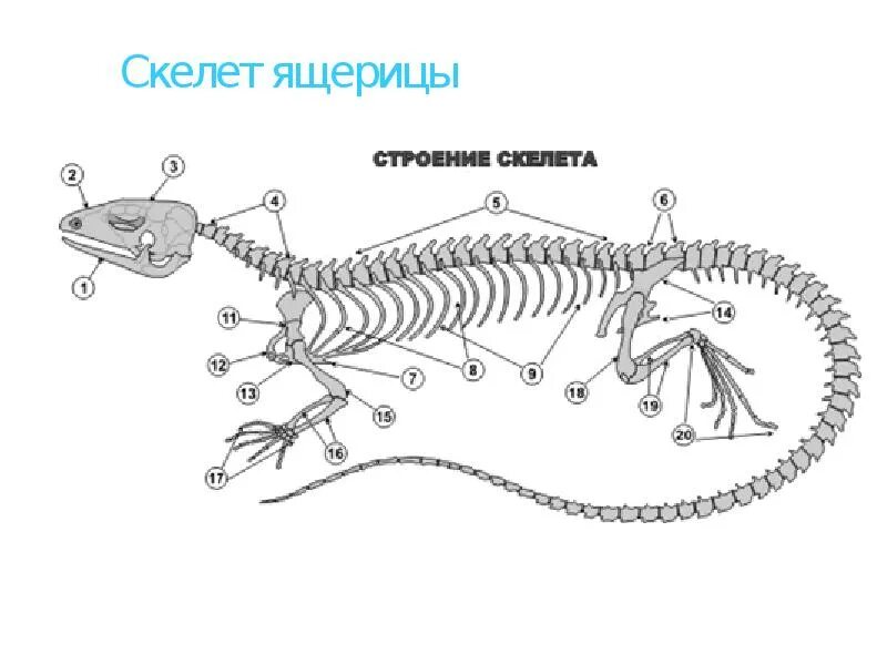 Скелет пресмыкающихся 7 класс. Скелет пресмыкающихся 7 класс биология. Строение скелета ящерицы пресмыкающихся. Внутреннее строение пресмыкающихся кости.