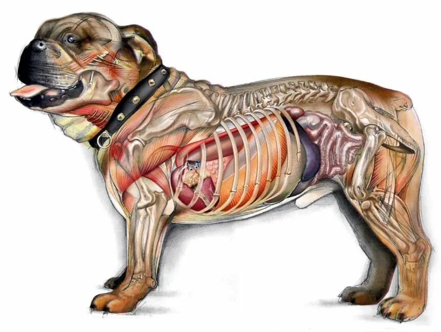 Внутреннее строение органов животных. Топография внутренних органов собаки. Анатомия скелета собаки Ветеринария. Анатомия собаки внутренние органы рентген. Топография мышц собаки.