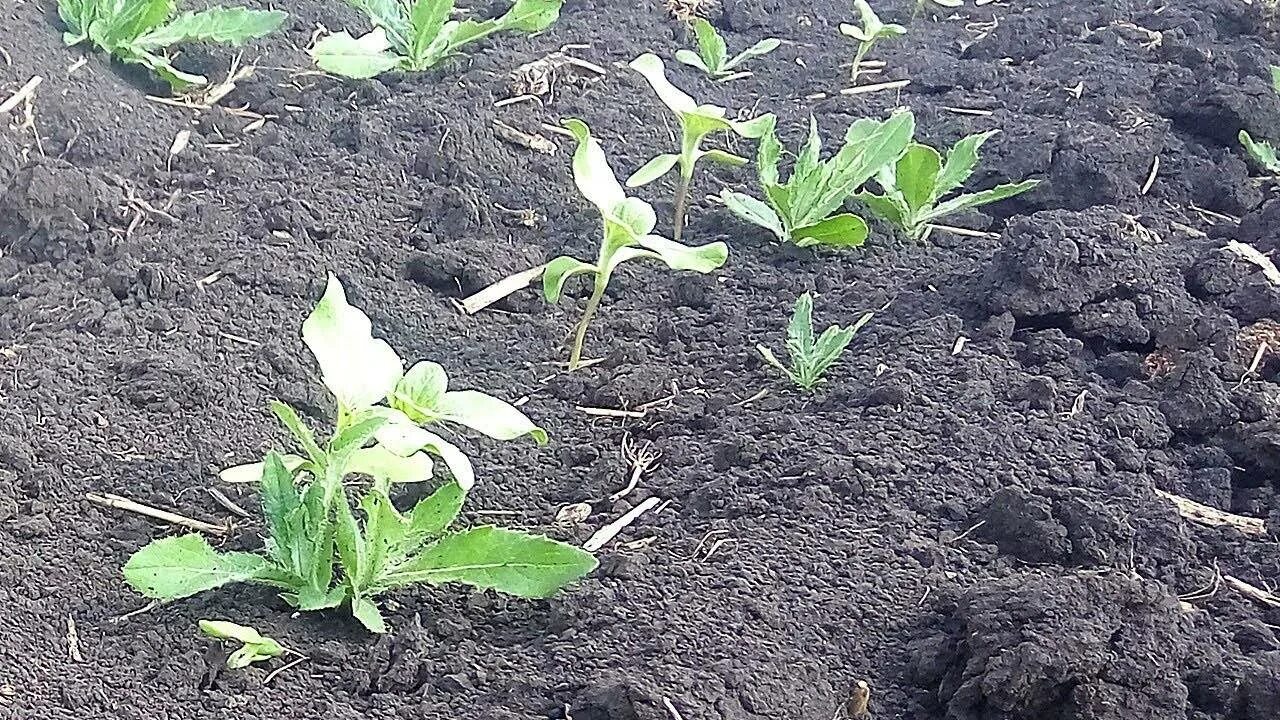 Осот огородный в посевах. Эжени коруп Синди осот. Борьба с осотом на огороде. Борьба с сорняками на подсолнечнике.