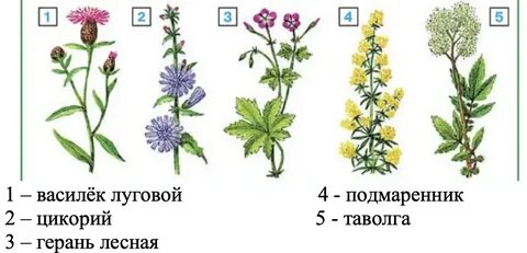Какие цветы отвечают на вопрос что